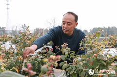 <strong>一枚枚挂满糖霜的蓝莓果实汁水缀满枝头</strong>